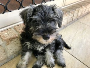 What Behavior Training Is Important For Your Puppy?