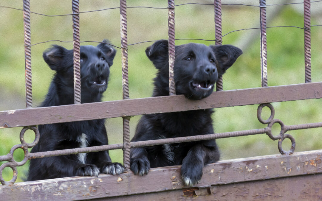 How Do I Reduce My Dog’s Excessive Barking