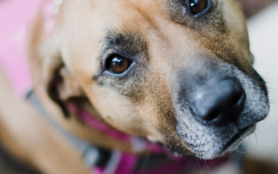 Reduce My Dog’s Howling and Whining