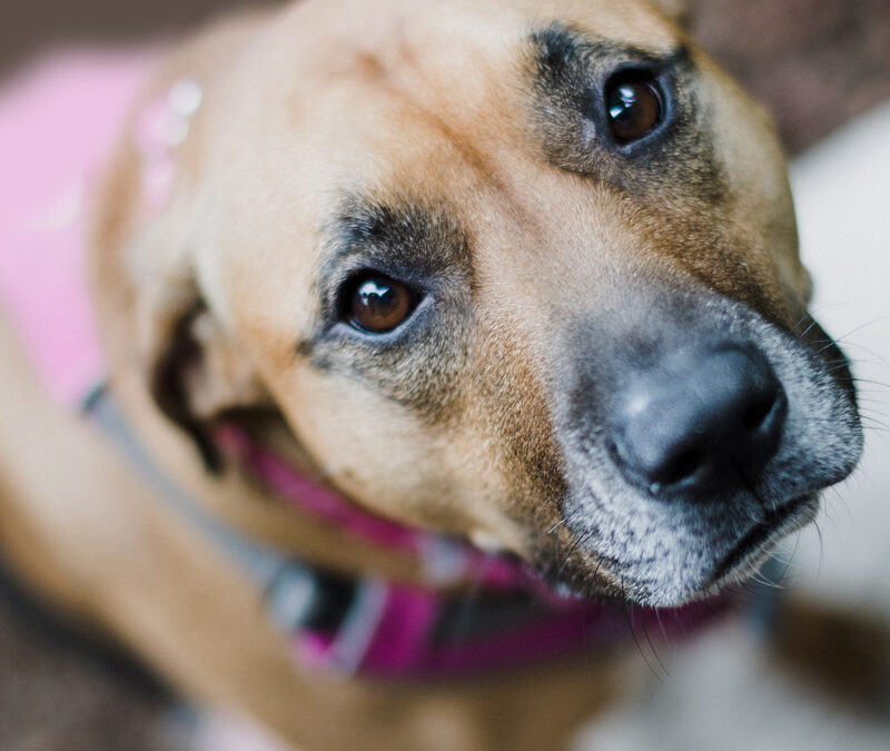 Reduce My Dog’s Howling and Whining