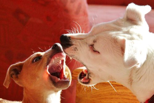 How to Train Your Dominant Dog