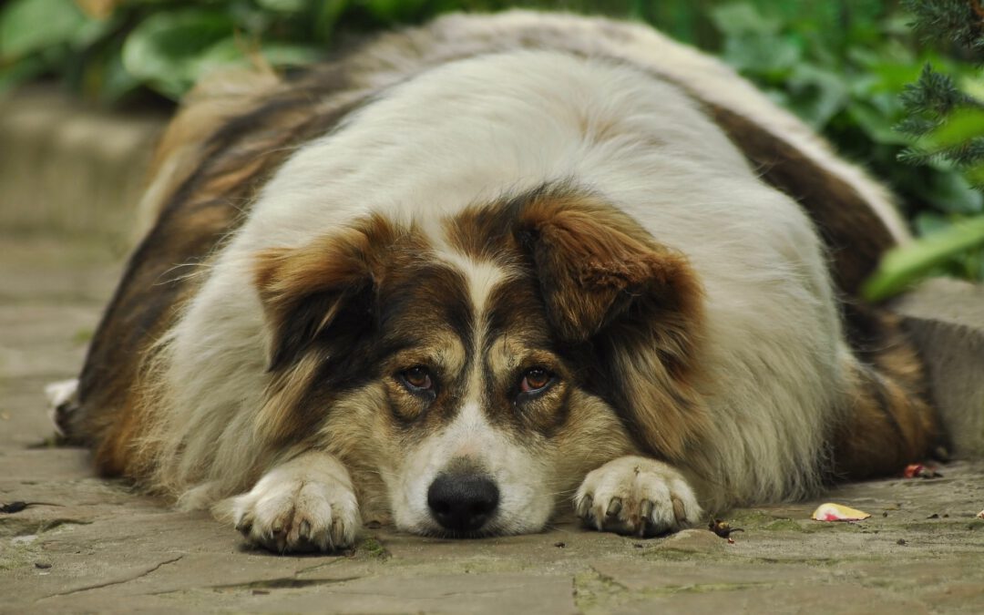 Am I Over Feeding My Dog?